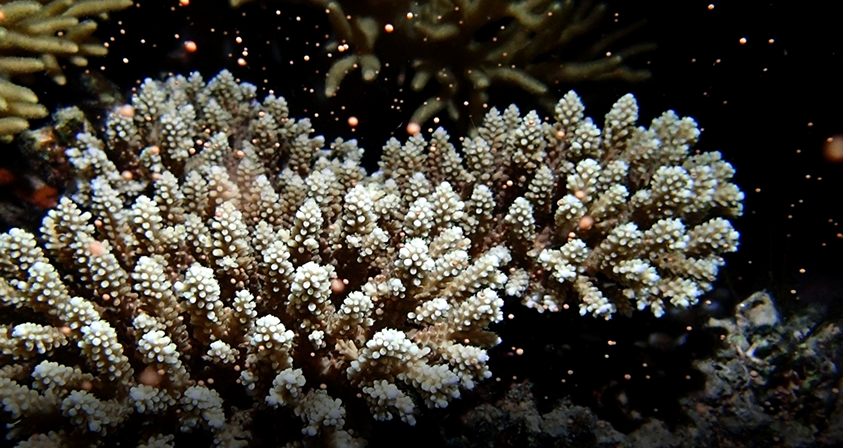 Coral Larval Reseeding