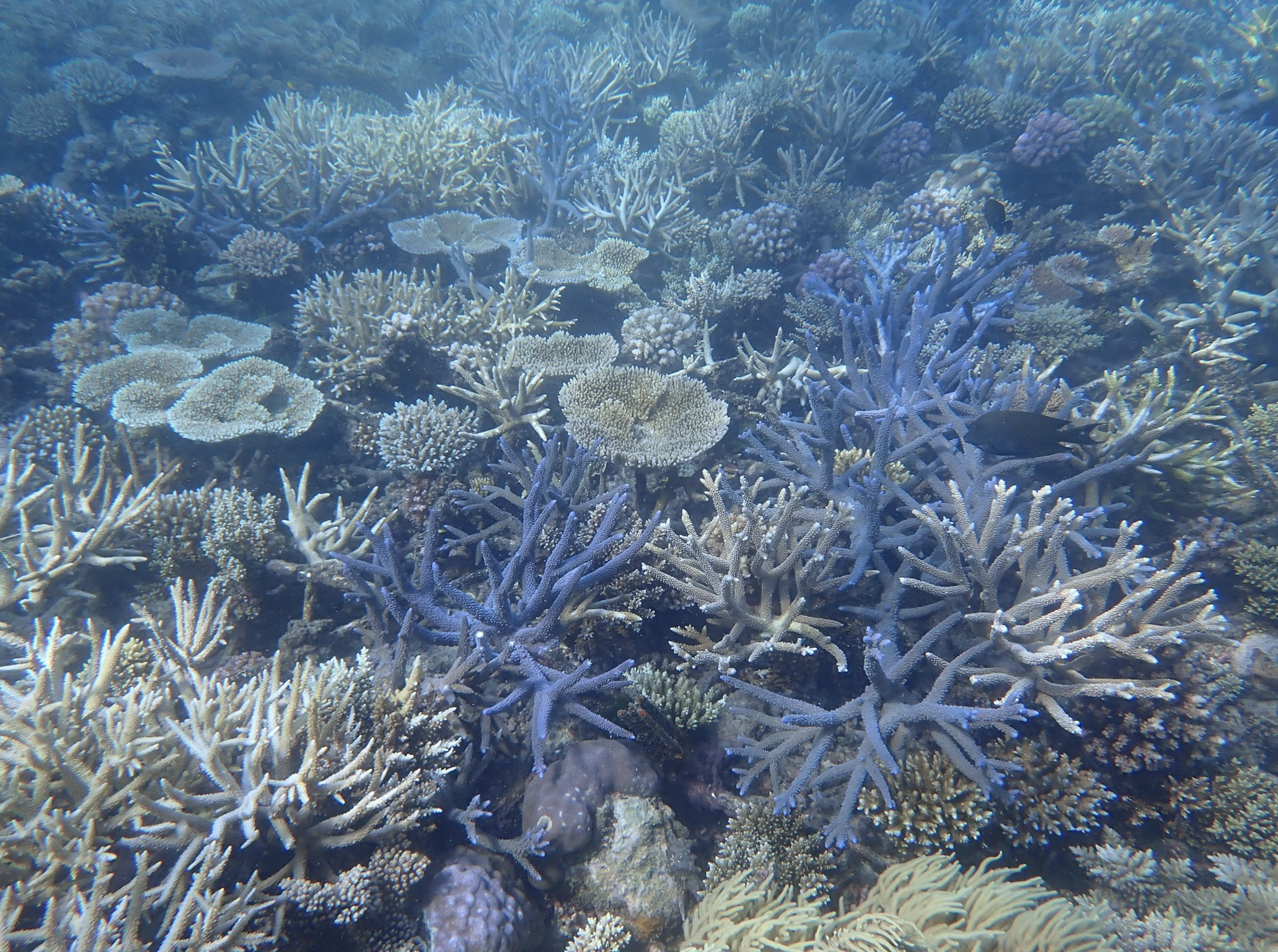 Coral Rubble Stabilisation Feb 2022