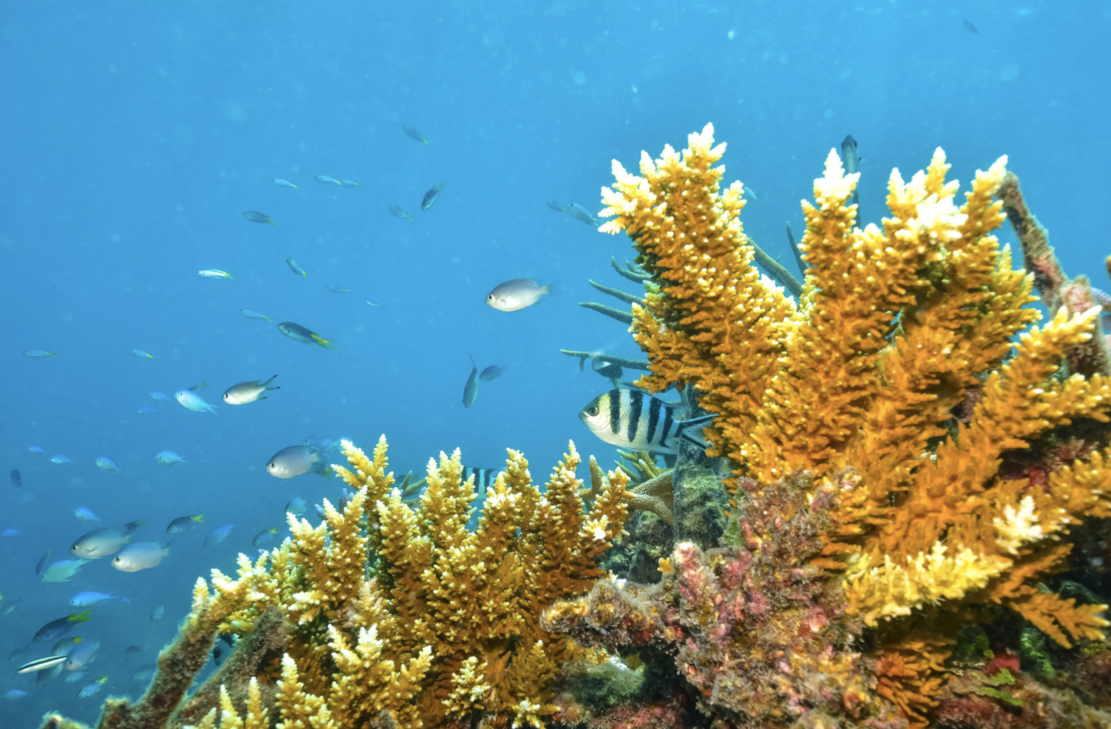 Juvenile Crown-of-Thorns Starfish (CoTS) Research