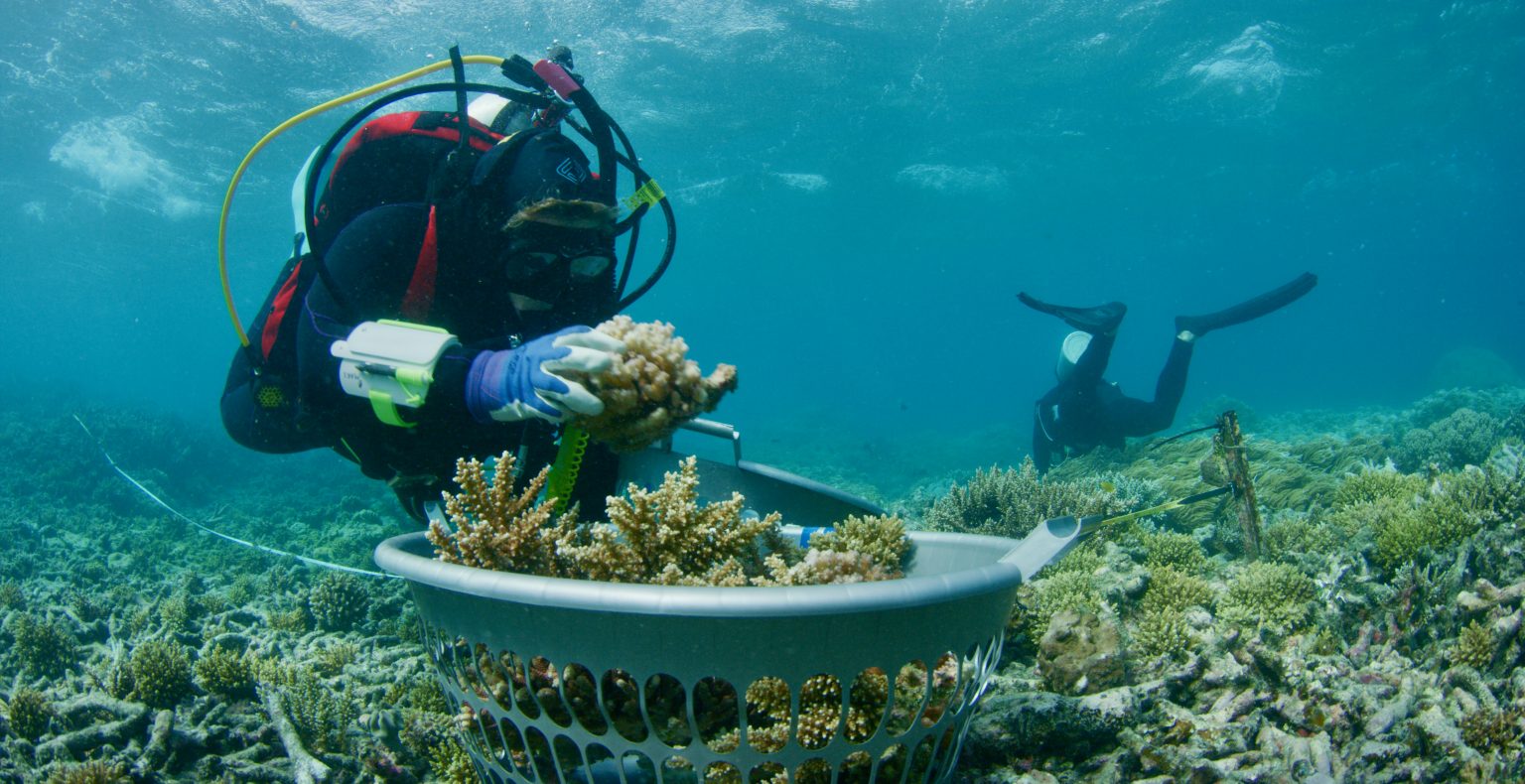 Alicia-McArdle-Mars-collecting-coral-fragments-of-opportunity-1536x790