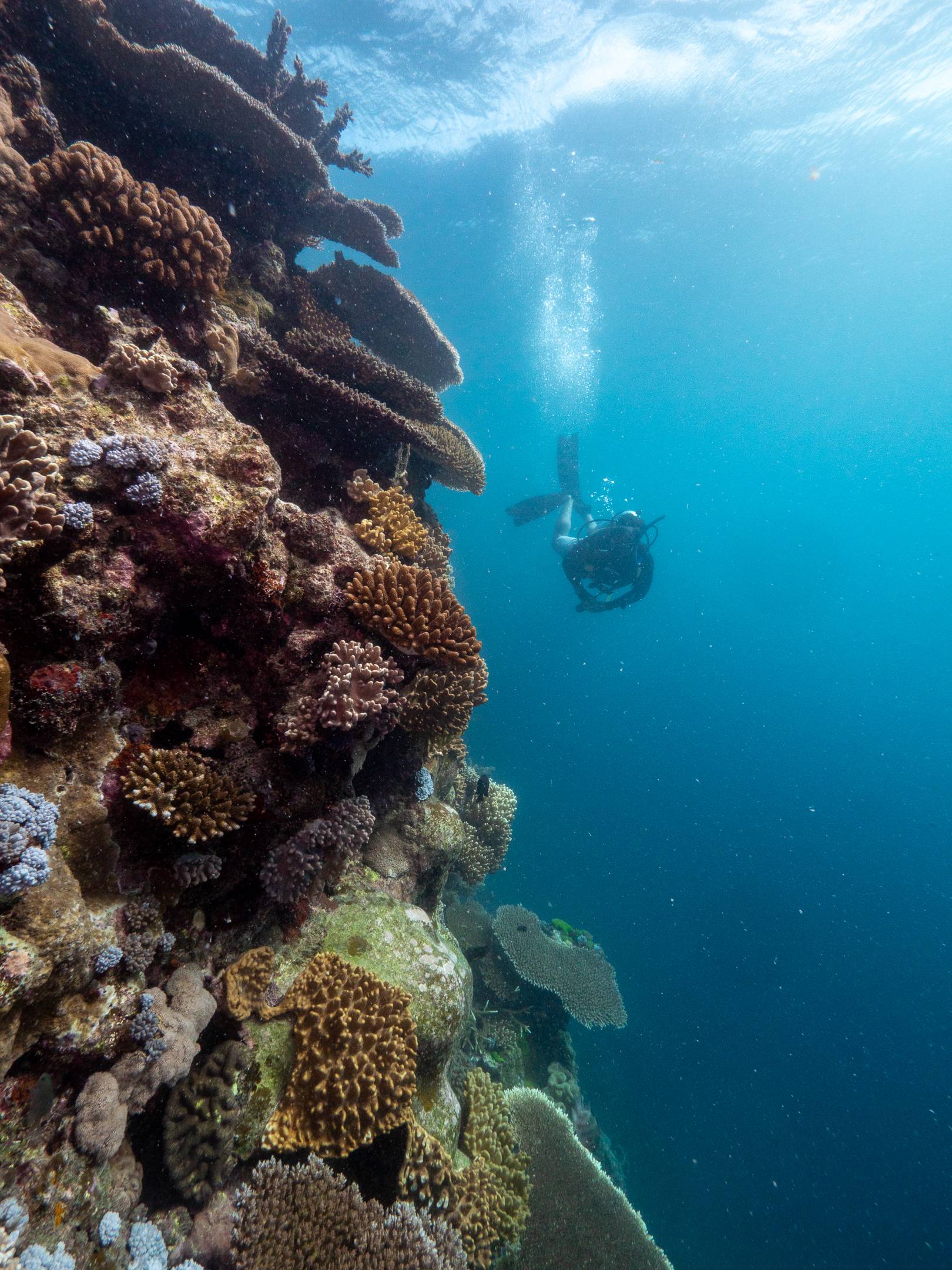 coral great barrier reef