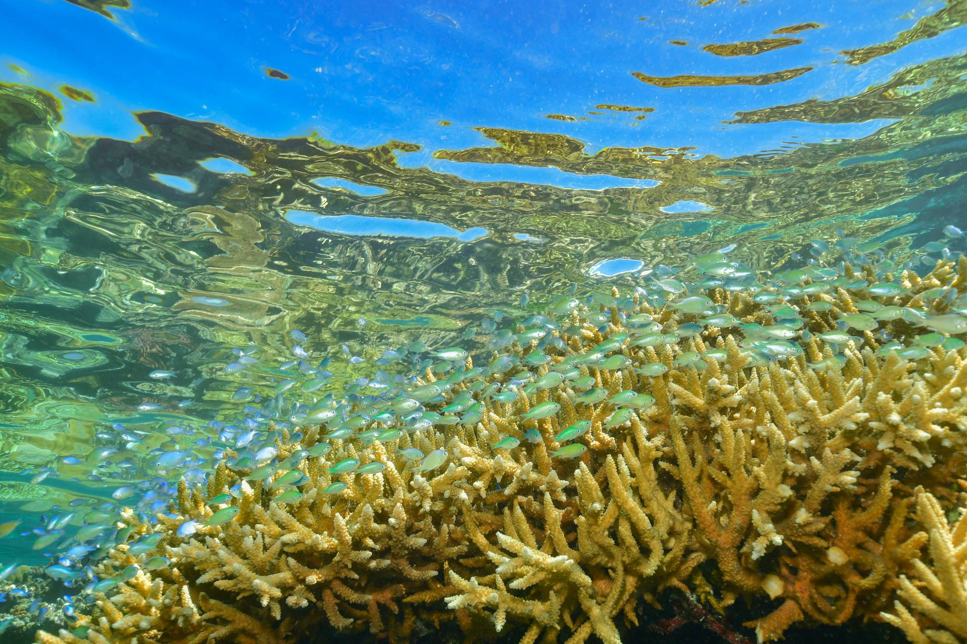 Juvenile-Crown-of-Thorns Starfish (CoTS)