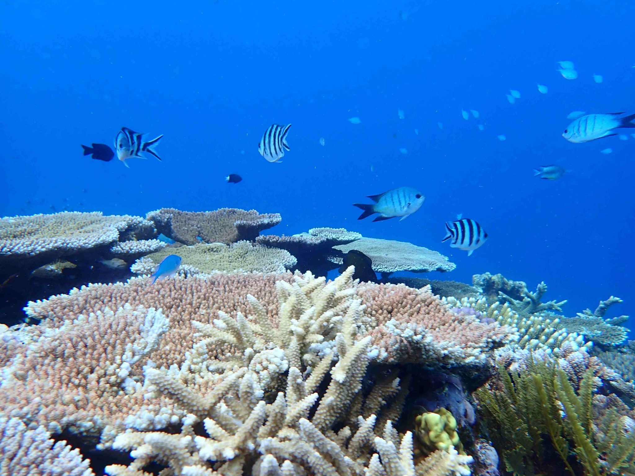 Snorkel Tours GBR Biology